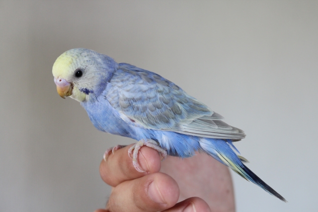 沖縄県のペット火葬・葬儀のピクシーワンは鳥や爬虫類、昆虫の火葬・葬儀も対応しています