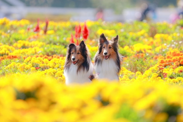 知花店の画像