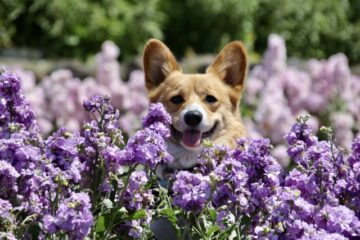 大事な愛犬の火葬について