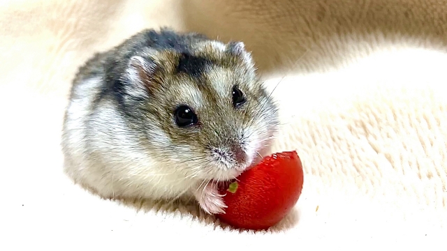 大事なハムスターの火葬についての画像