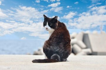 大事な愛猫の火葬について