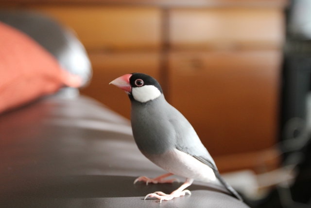 大事な鳥（文鳥・インコなど）の火葬についての画像